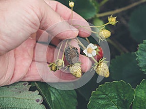 Hand holding a strawbery with Botrytis fruit rot or gray mold
