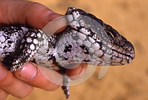 Hand holding stumpytail