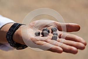 Hand holding sundried coffee beans in Burma Myanmar photo