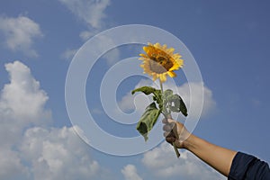 Hand holding a sunflower against blue sky background with copy space for text or design. Bright and clean sky backgrounds