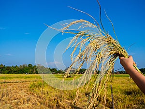 Hand holding sung yod organic paddy rice ,product from south of Thailand