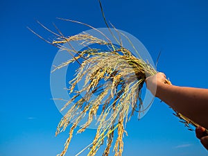 Hand holding sung yod organic paddy rice ,product from south of Thailand