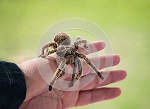 Hand holding a tarantula spider