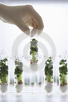 Hand Holding Test Tube Containing Cress Seedlings