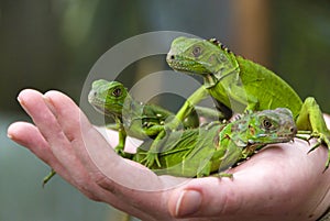 A handful of baby iguanas photo
