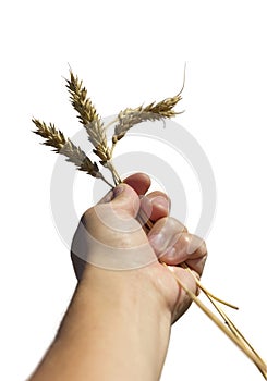 Hand holding three wheat spikelets isolated on white background