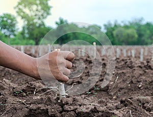 Hand holding to Plant cassava in the field