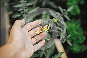 Hand holding tomato plant with flower in raised garden bed close up. Growing homegrown vegetables and greens in urban organic