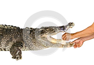 Hand holding tongue of crocodile on white