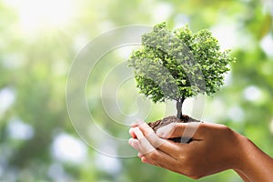 hand holding tree on blur green nature background. concept eco earth day