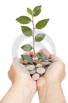 Hand holding tree growing on coins