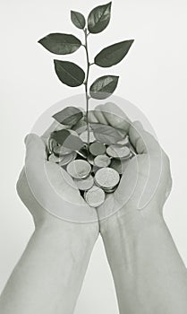 Hand holding tree growing on coins .saving money.