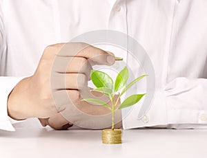 Hand holding tree growing on golden coins