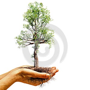 Hand holding tree with roots  on white