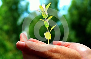 Hand holding a tree seedling