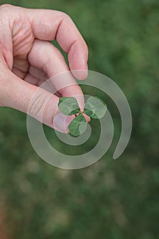 Hand holding a trefoil over a green grass field