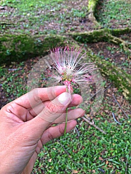 Hand holding tropical tree flower