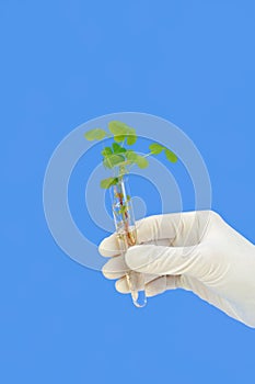 Hand holding tube with fresh sorrel (oxalis)