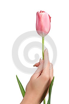 Hand holding tulip