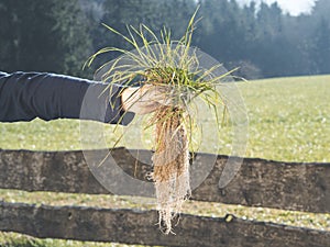 Hand holding turfgrass  with deep root system; nice landscape