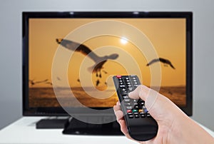 Hand holding TV remote control with a television and bird screen