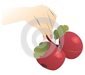 Hand holding two fruits