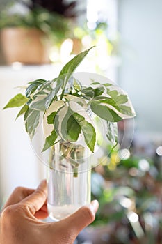 Hand holding variegated pothos njoy house plant