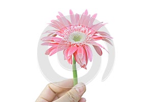 Hand holding vibrant bright pink gerbera daisy flowers blooming isolated on white.