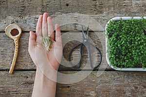 Hand holding watercress sprouts, seeds, spoon, scissors, sprouter on rustic table, top view