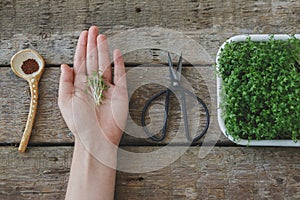 Hand holding watercress sprouts, seeds, spoon, scissors, sprouter on rustic table, top view photo