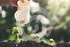 Hand holding watering can gardening green plant