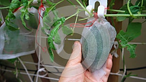 Hand holding  watermelon growing in insect net bags in the garden