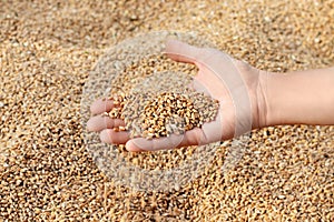 Hand holding wheat grains over pile of wheat