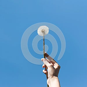 Hand holding a white dandelion against the blue sky. Close up