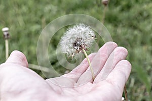 Hand holding white dandelion blowball with seeds on green background with copy space