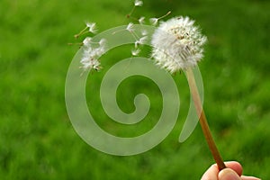 Hand holding white Dandelion flower with a lot of tiny fluffy seeds blowing in the wind