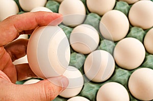 Hand holding a white egg and in the background a full green egg carton