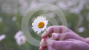 A hand holding a white flower in a field