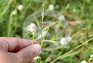 Hand Holding A White Gomphrena Weed Flower