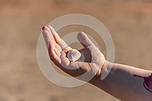 Hand holding a white sea shell..