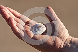 Hand holding a white sea shell..