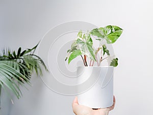 Hand holding a white variegated syngonium or syngonium podophyllum albo varegiata