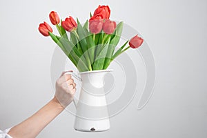 Hand holding white vase on white background with red tulips bouquet. monochrome consept