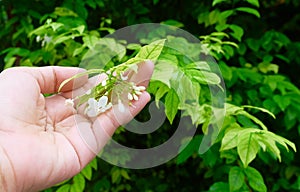 Hand Holding White Wrightia Religiosa Flowers on Tree