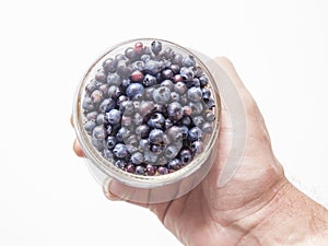 Hand Holding Wild Blueberries against White