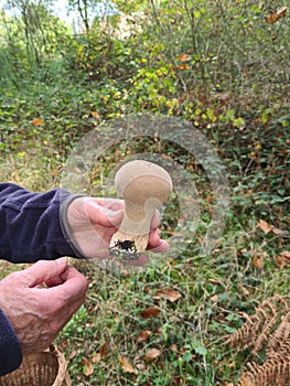 Hand holding wild forest puffball mushroom devils snuffbox wolf farts