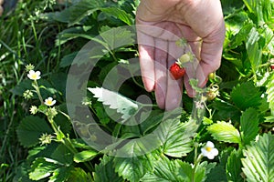 Hand holding wild strawberry