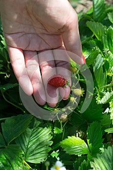 Hand holding wild strawberry
