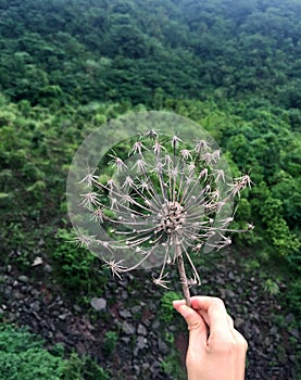 Hand holding a withered dandelion in green background