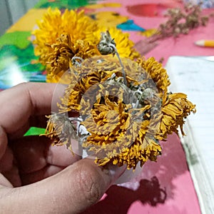 Hand holding a withered yellow flower known as Chrysanthemum